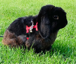 Meet your Posher, Leah